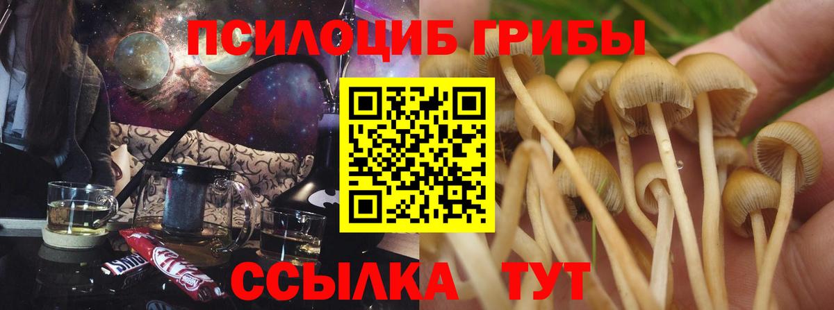 Псилоцибиновые грибы Psilocybe Красноуфимск